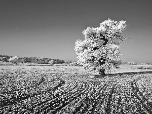 viewes, Sky, field, trees, winter