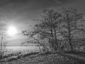 trees, sun, Bush, lake, east, viewes, snow