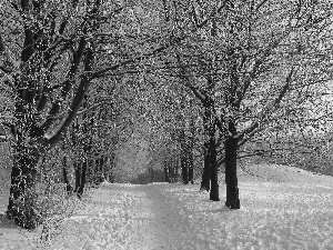 viewes, snow, Park, trees, winter