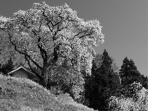 Spring, trees, viewes, flourishing