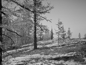 Spring, trees, viewes, forest