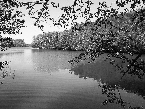 Spring, trees, viewes, lake