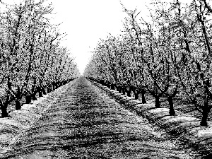 Spring, trees, viewes, orchard