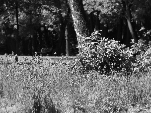 viewes, summer, Flowers, trees, Park