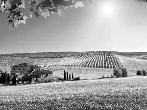 trees, house, rays, field, Tuscany, viewes, sun