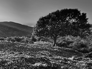 Sunrise, rays, trees, viewes, The Hills