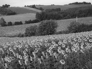 Nice sunflowers, trees, viewes, field