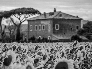 Nice sunflowers, trees, viewes, house