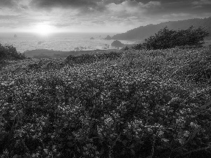 viewes, Coast, Flowers, Fog, lupine, sea, Meadow, clouds, Sunrise, trees