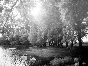 Swan, trees, viewes, lake