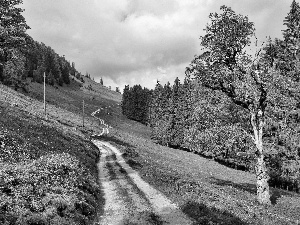 viewes, Switzerland, slope, trees, Way