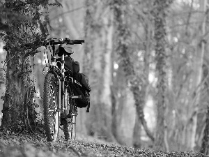 viewes, Bike, trees