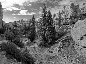 viewes, canyon, trees