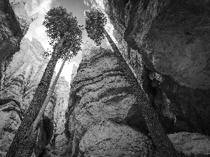 viewes, canyon, trees