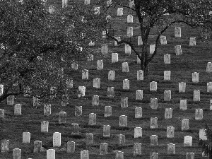 viewes, cemetery, trees