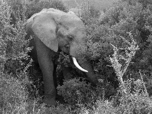 viewes, Elephant, trees