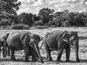 viewes, Elephants, trees