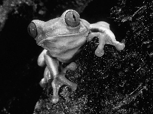 viewes, Lod on the beach, frog, frog, Green, trees