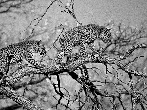 viewes, Leopard, trees