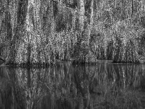 viewes, marshland, trees