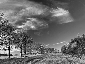 viewes, Meadow, trees