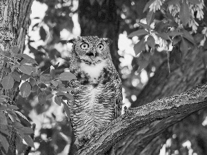 viewes, owl, trees