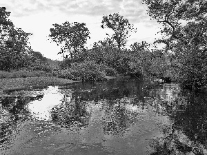 viewes, River, trees