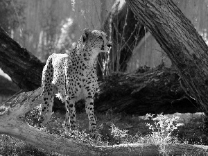 trees, viewes, luminosity, ligh, flash, forest, Cheetah, sun