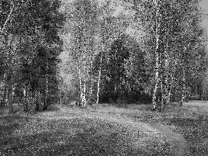 trees, birch, Way, viewes