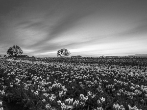 Field, west, viewes, Tulips, trees, sun