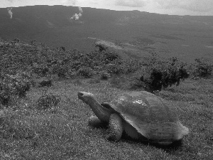 turtle, trees, viewes, grass