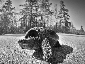 turtle, trees, viewes, Way