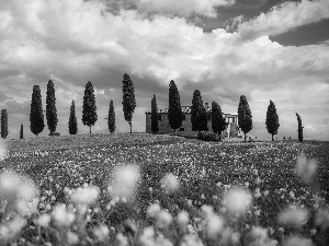 cypresses, trees, Tuscany, viewes, Meadow, house, Italy