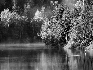 water, trees, viewes, Fog