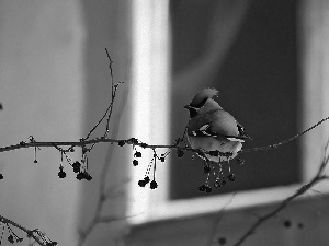 Waxwing, trees, viewes, twig