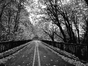 Way, trees, viewes, autumn