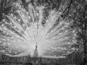 White, trees, viewes, peacock