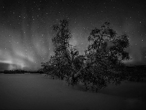 viewes, winter, Polaris, trees, dawn