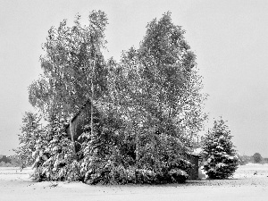 viewes, winter, Barn, trees, field