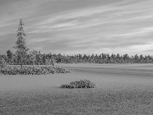 lake, Ladoga, winter, trees, clouds, Karelia, Russia, viewes