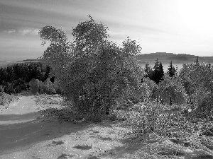 trees, Mountains, Way, Snowy, woods, viewes, winter