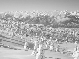 winter, trees, viewes, snow