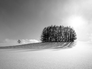 winter, trees, viewes, snow