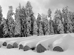 winter, trees, viewes, Snowy