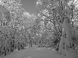 winter, trees, viewes, snowy