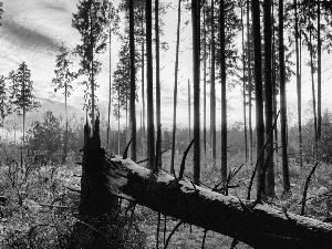 viewes, winter, forest, trees, Wolf