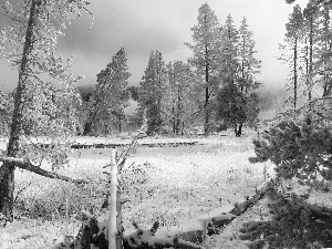 viewes, winter, field, trees, woods