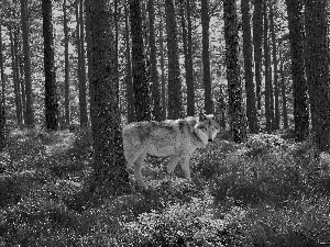 Wolf, trees, viewes, forest