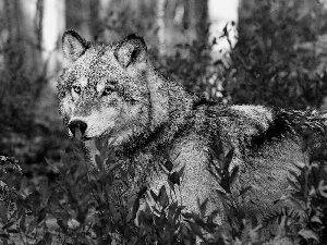 Wolf, trees, viewes, Leaf