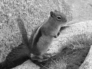 vigilance, gopher, Rocks